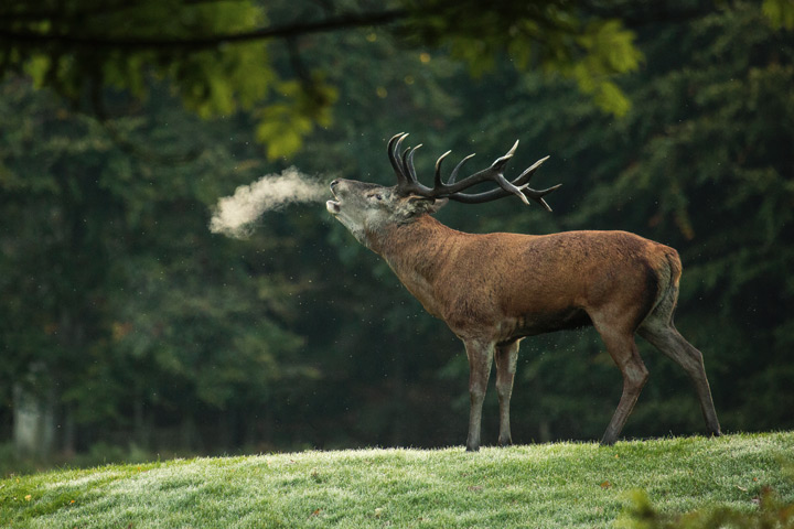Deer's slab, Ardennes, France